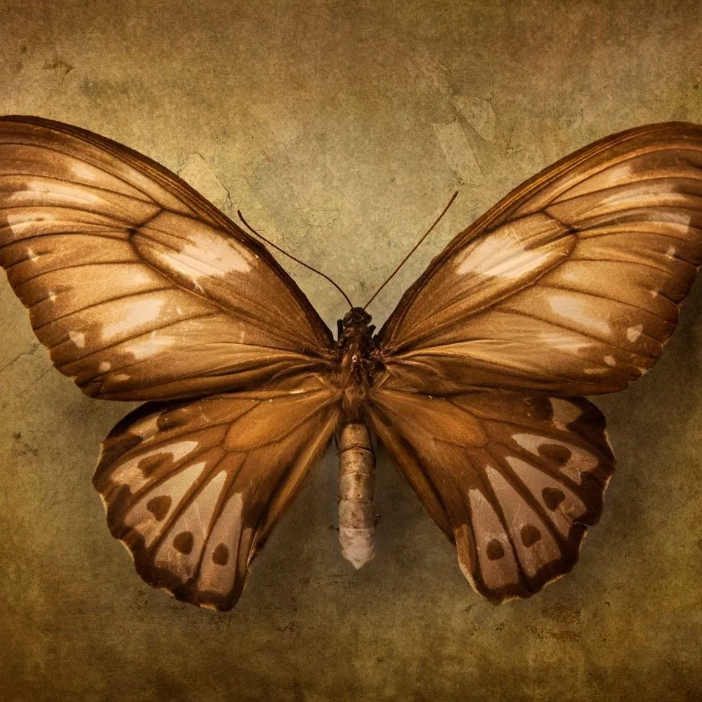 Brown Butterfly