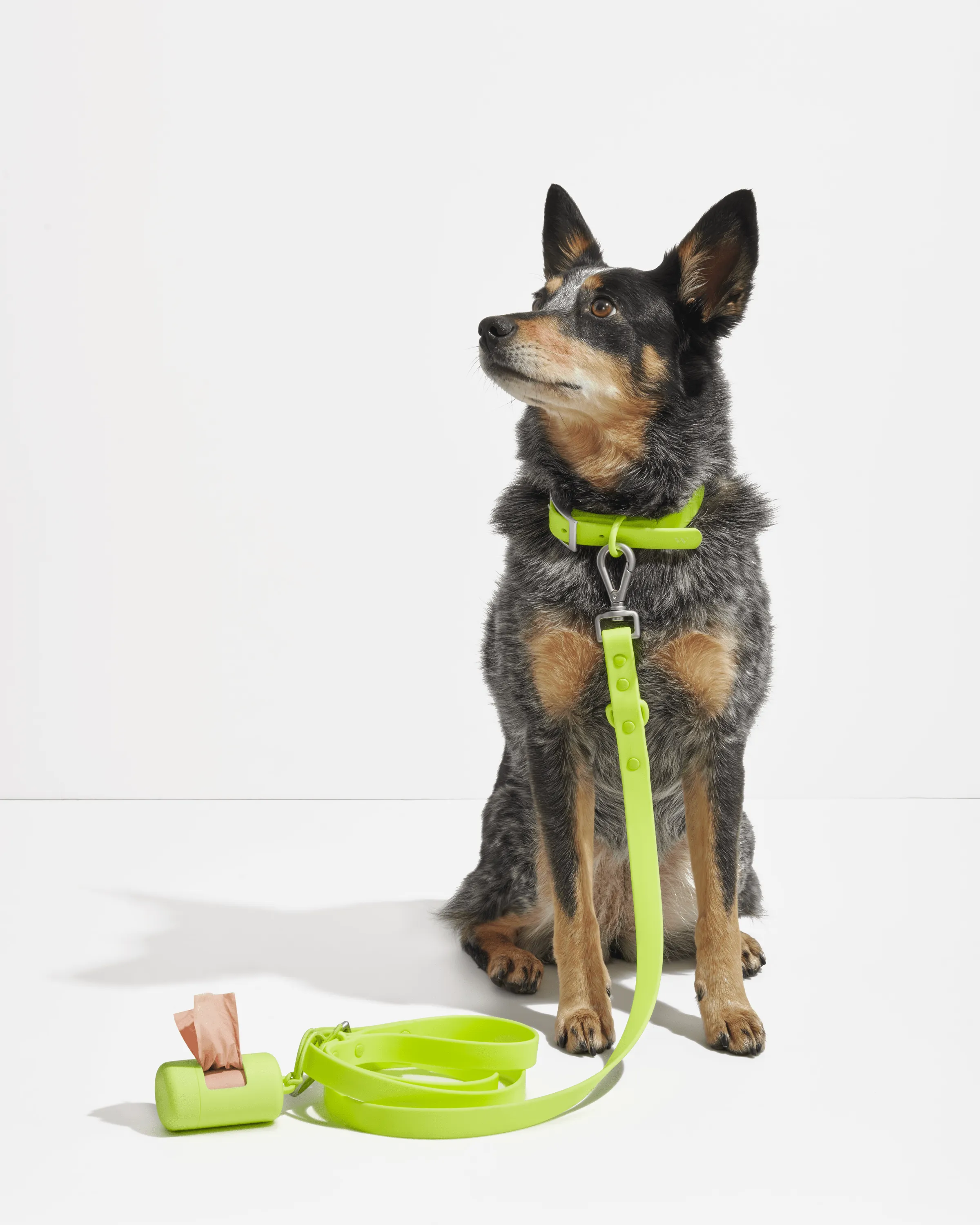 Collar Walk & Treat Kit