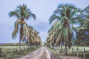 Costa Rican Palms Canvas