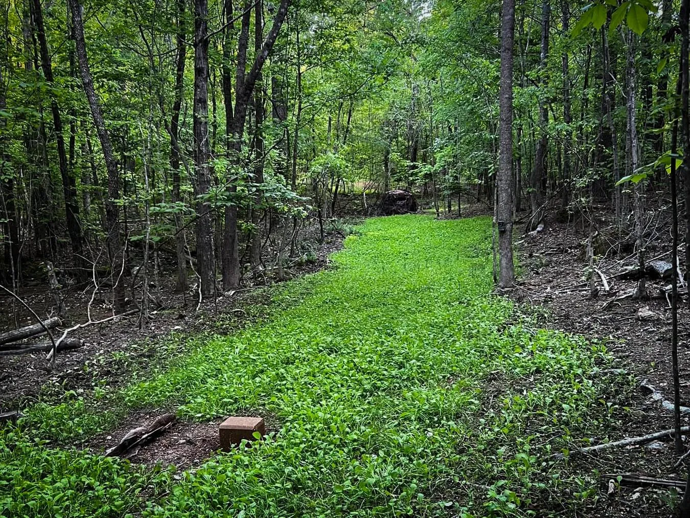 Pure Whitetail Shady Patch No Till Food Plot Seed