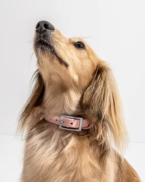 Splendid x Wild One Dog Collar